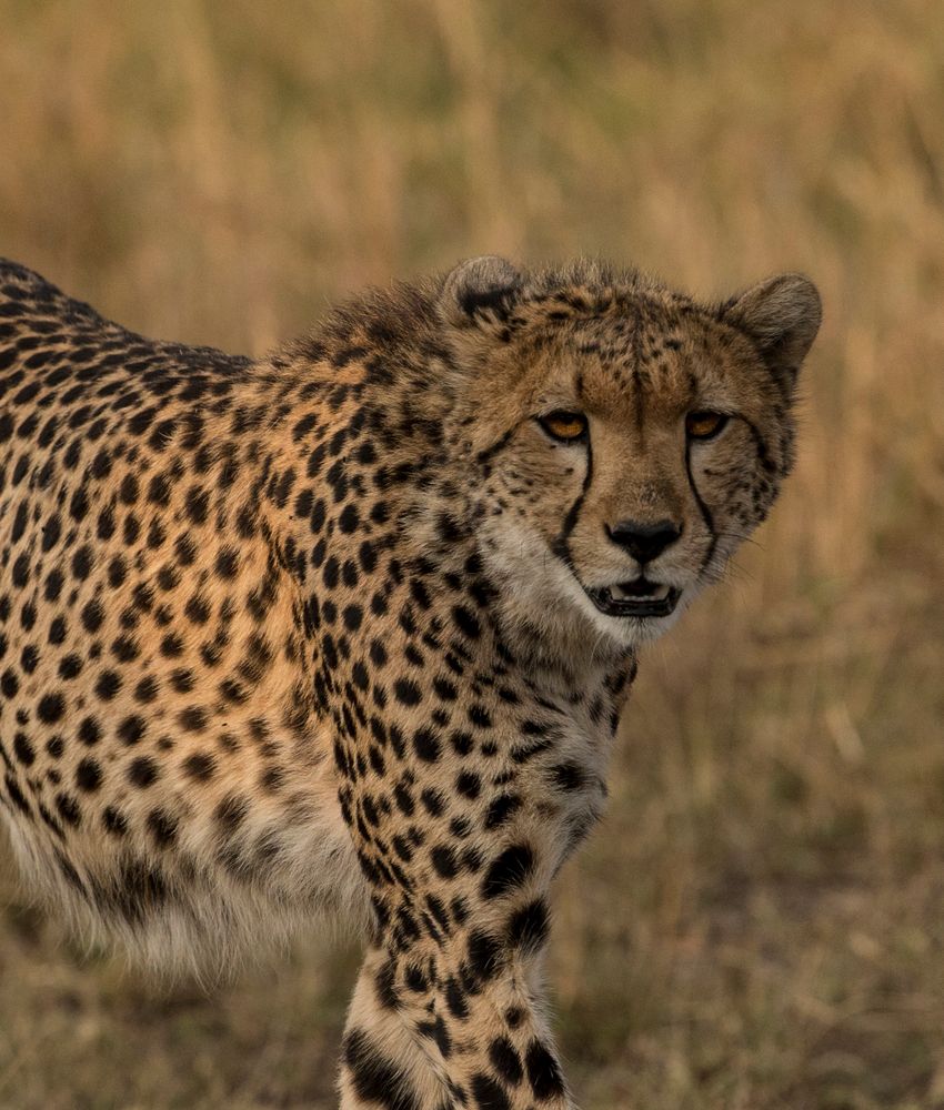 Gepard