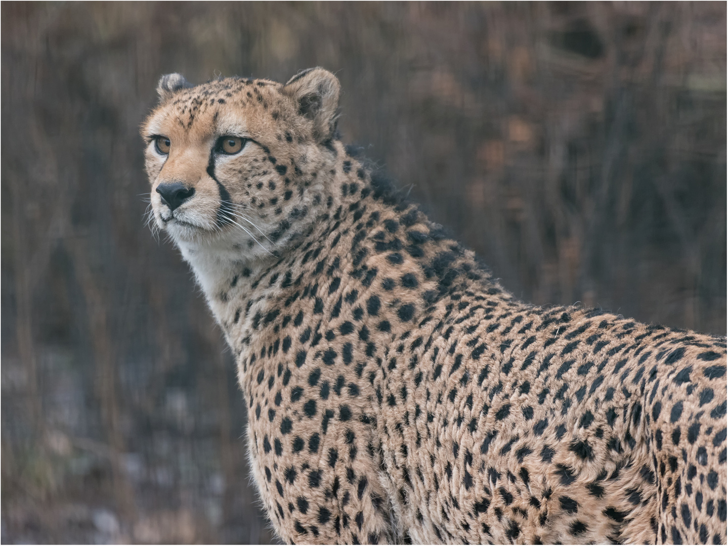 Gepard