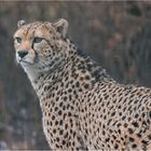 Gepard