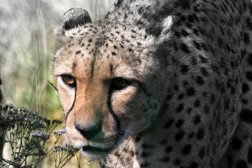 Gepard