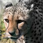 Gepard