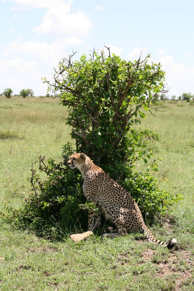 Gepard