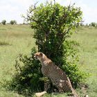 Gepard