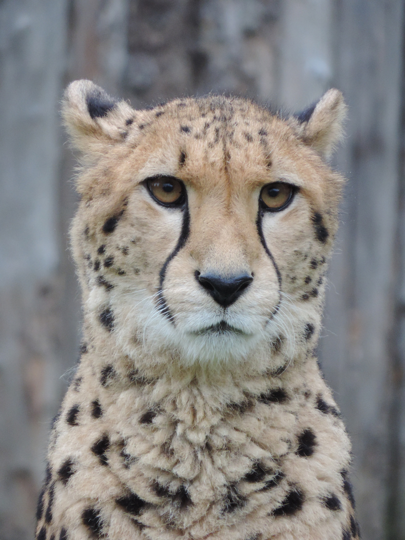 Gepard