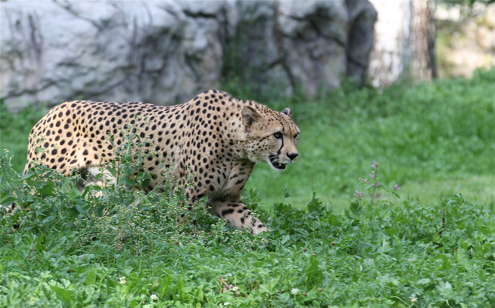 Gepard