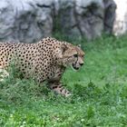 Gepard