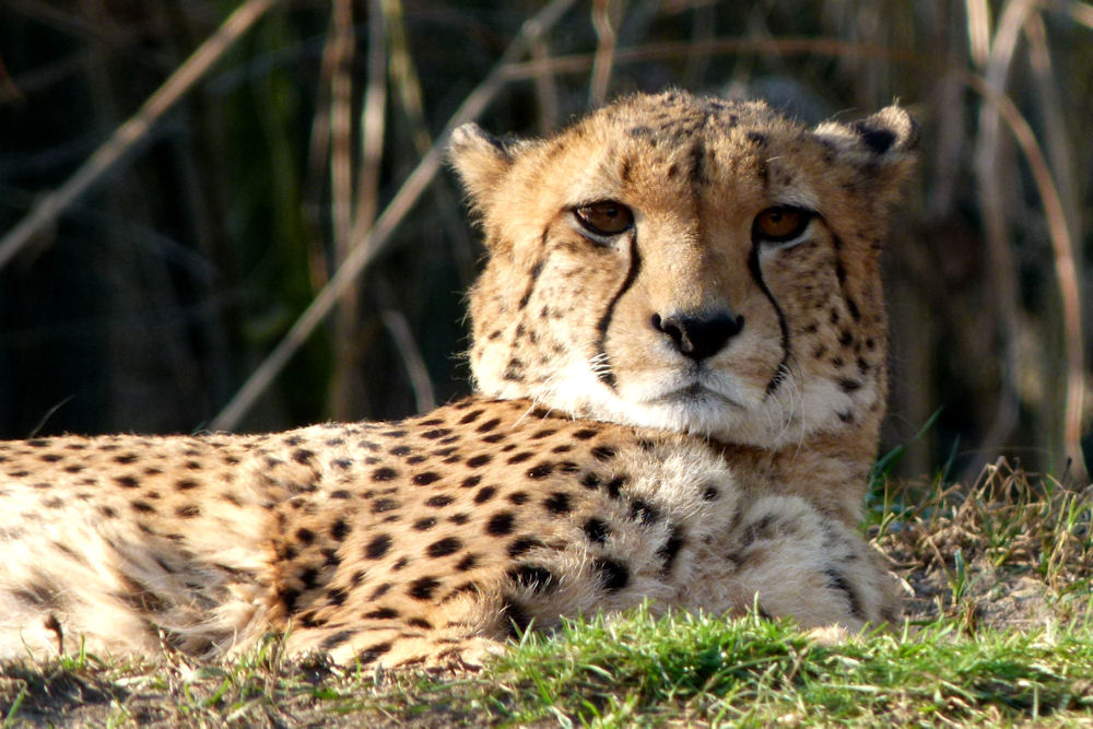 Gepard