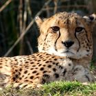 Gepard