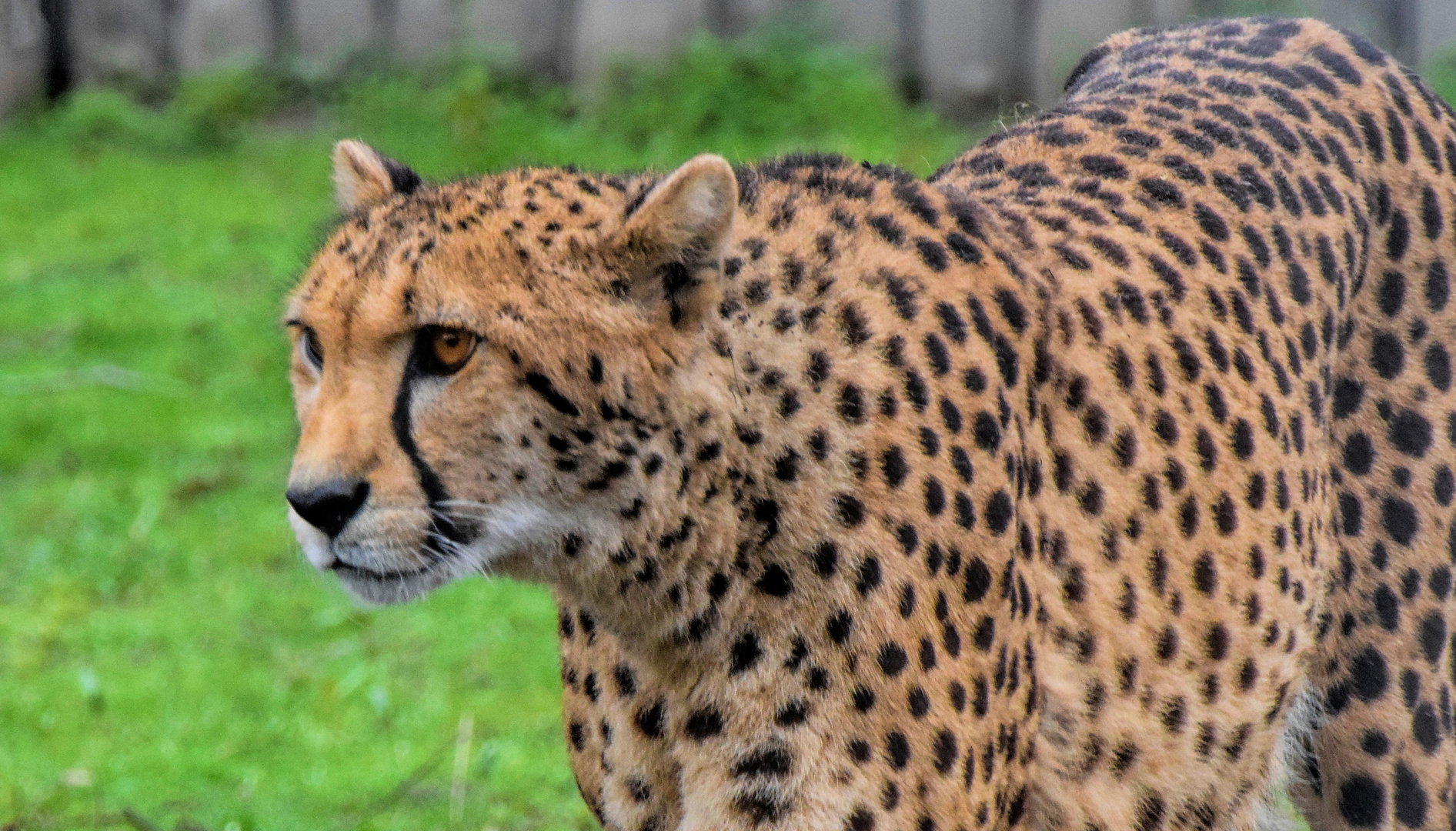 Gepard.