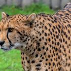 Gepard.