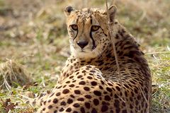 Gepard