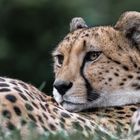 Gepard