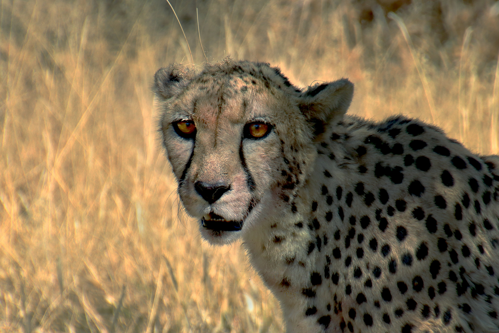 Gepard