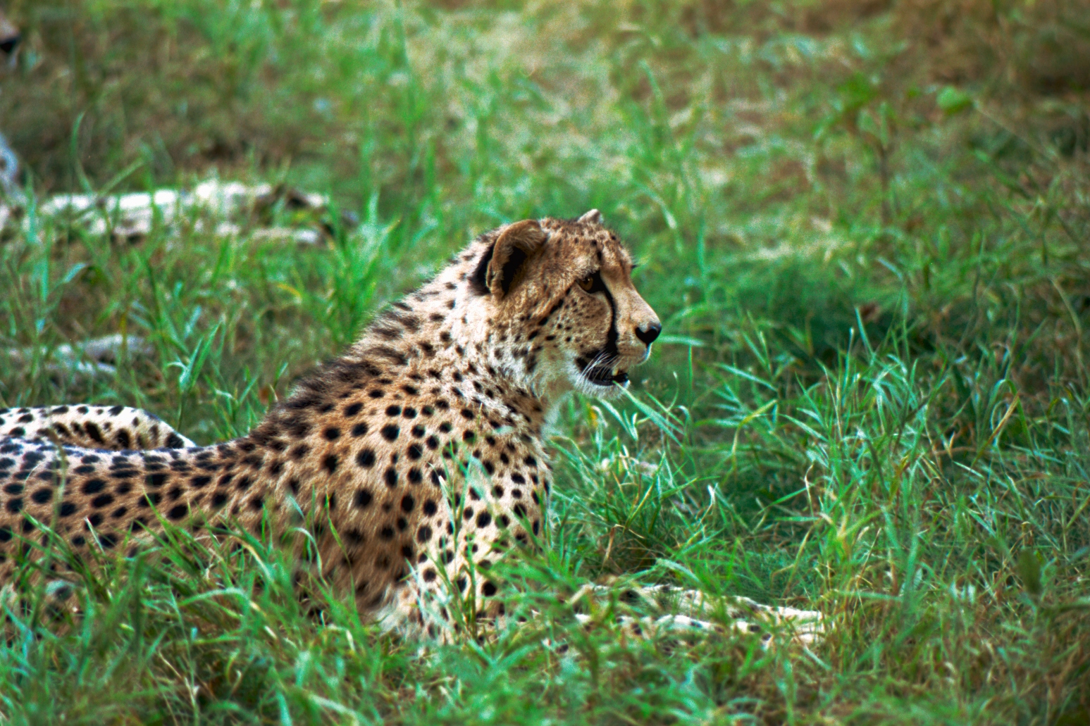 Gepard