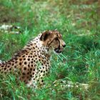 Gepard