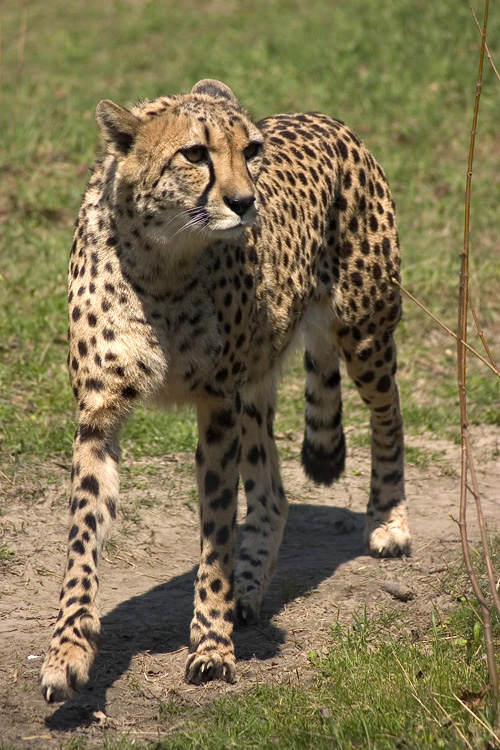 Gepard