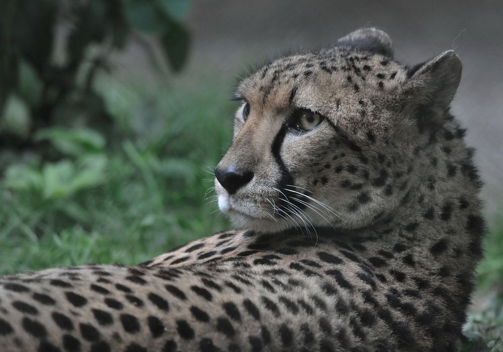 Gepard