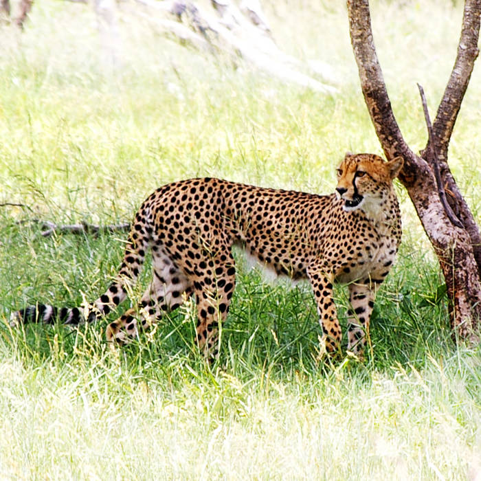 Gepard