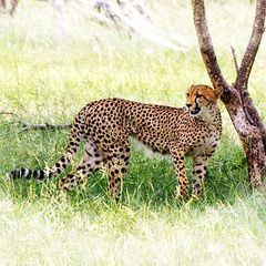 Gepard