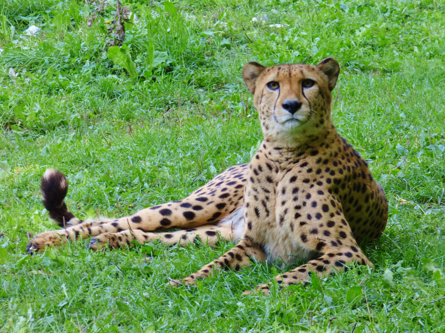 Gepard