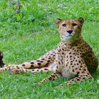 Gepard