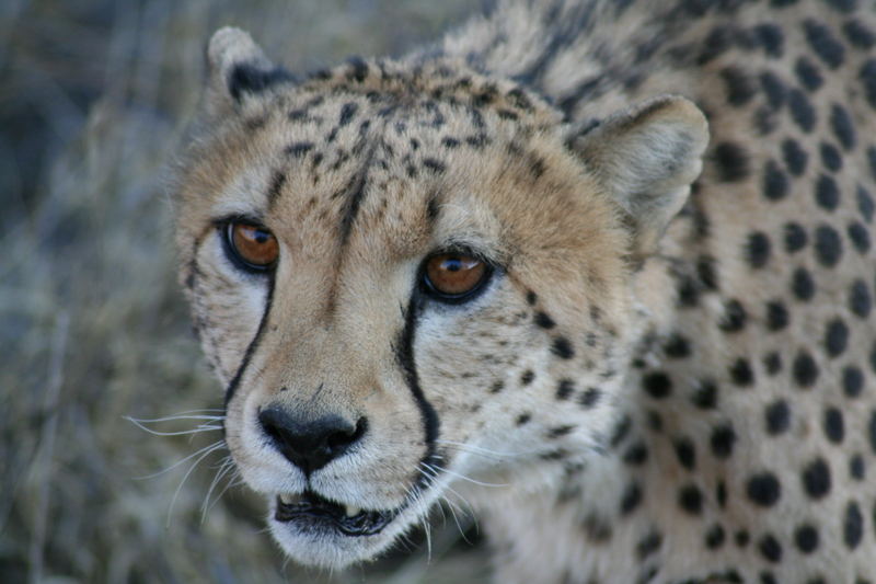 Gepard