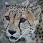 Gepard