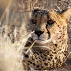 Gepard