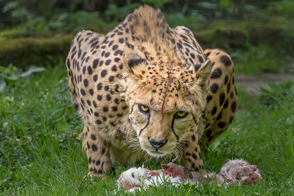 Gepard