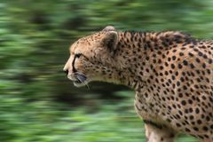 Gepard