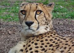 Gepard