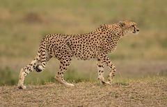 Gepard