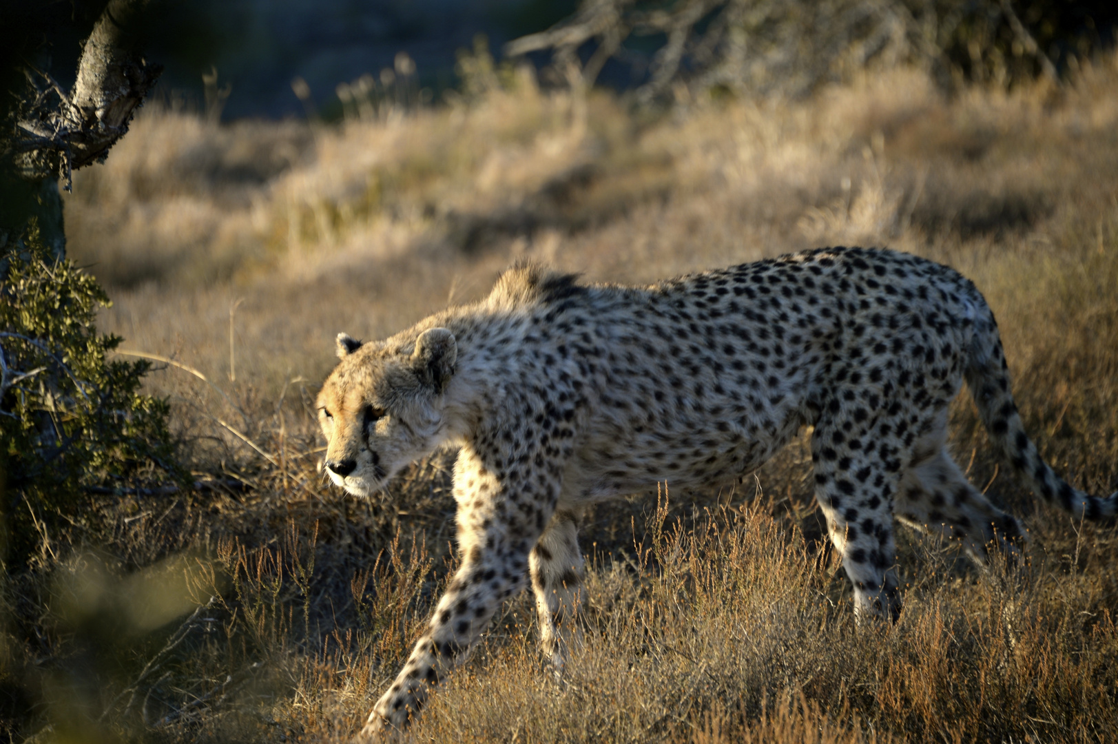 Gepard