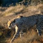 Gepard