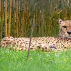 Gepard