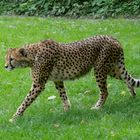 Gepard