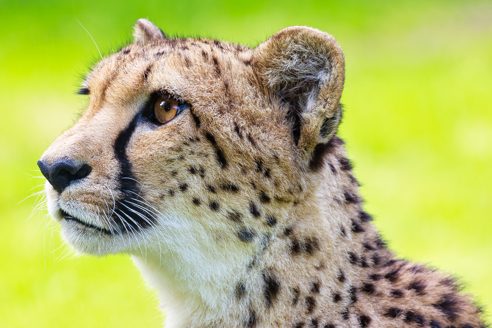 Gepard