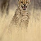 Gepard