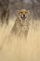 Gepard