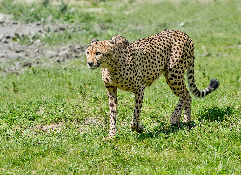 Gepard