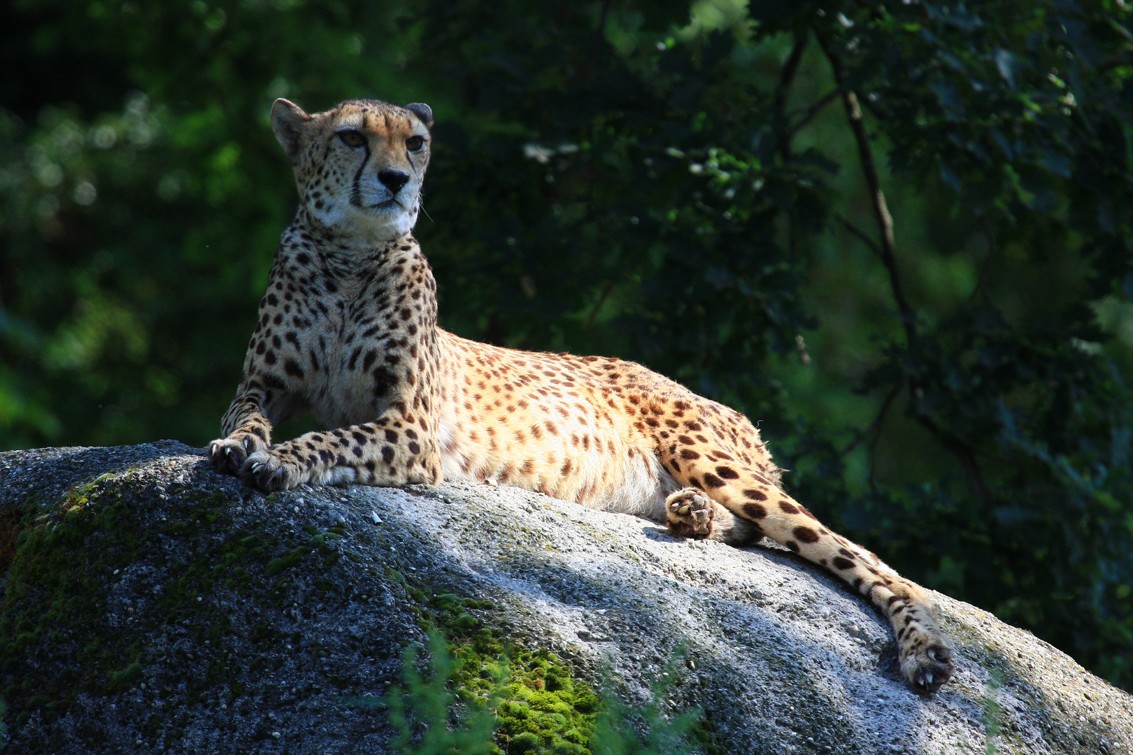 Gepard