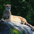 Gepard