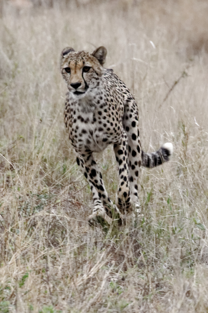 Gepard