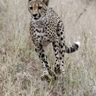 Gepard