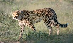 Gepard