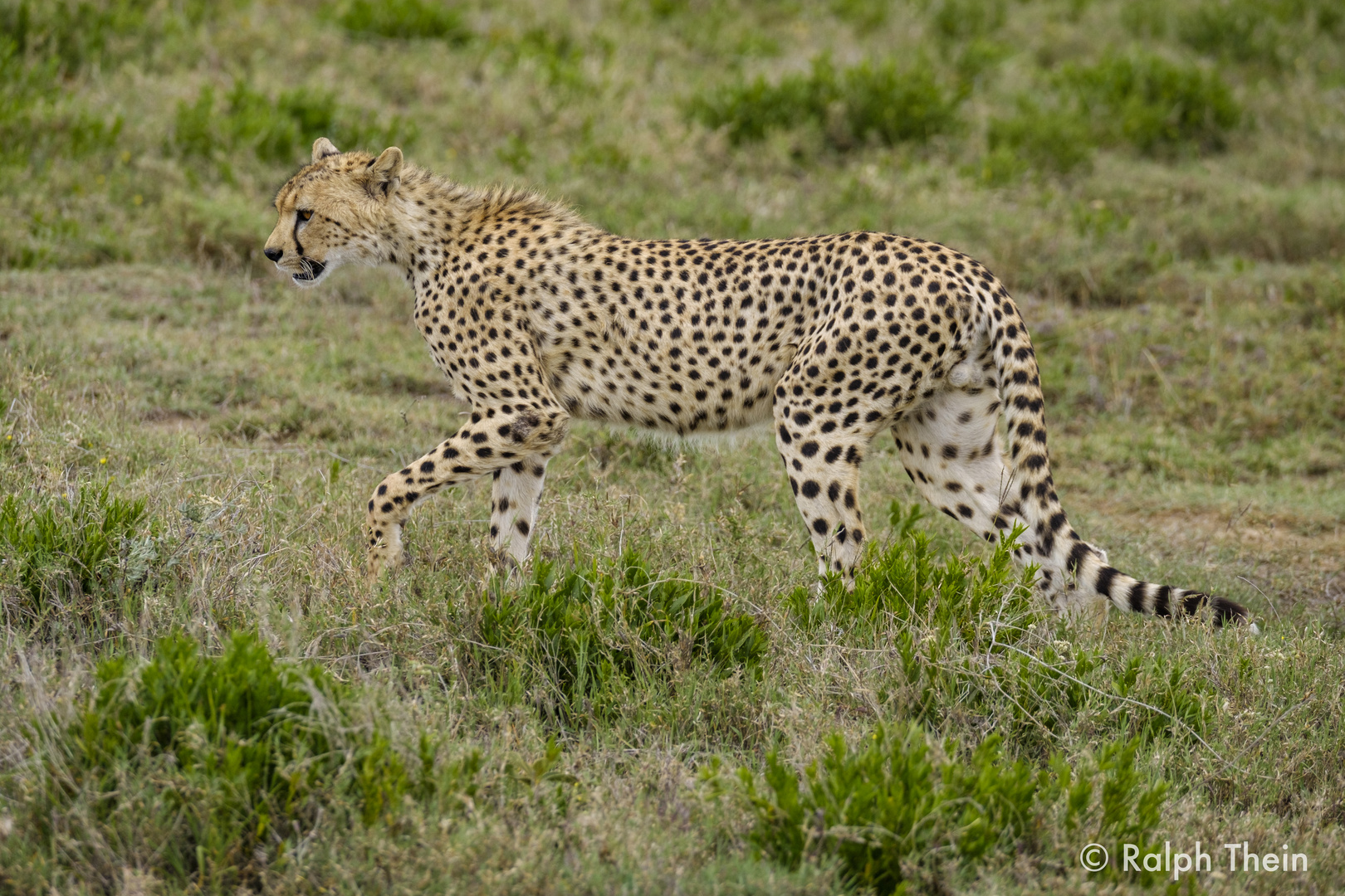 Gepard