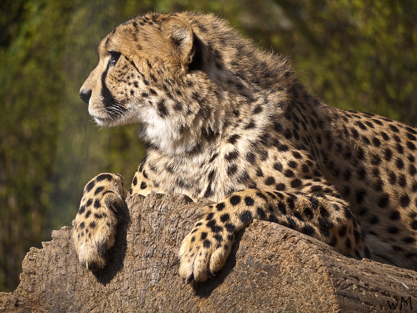 Gepard