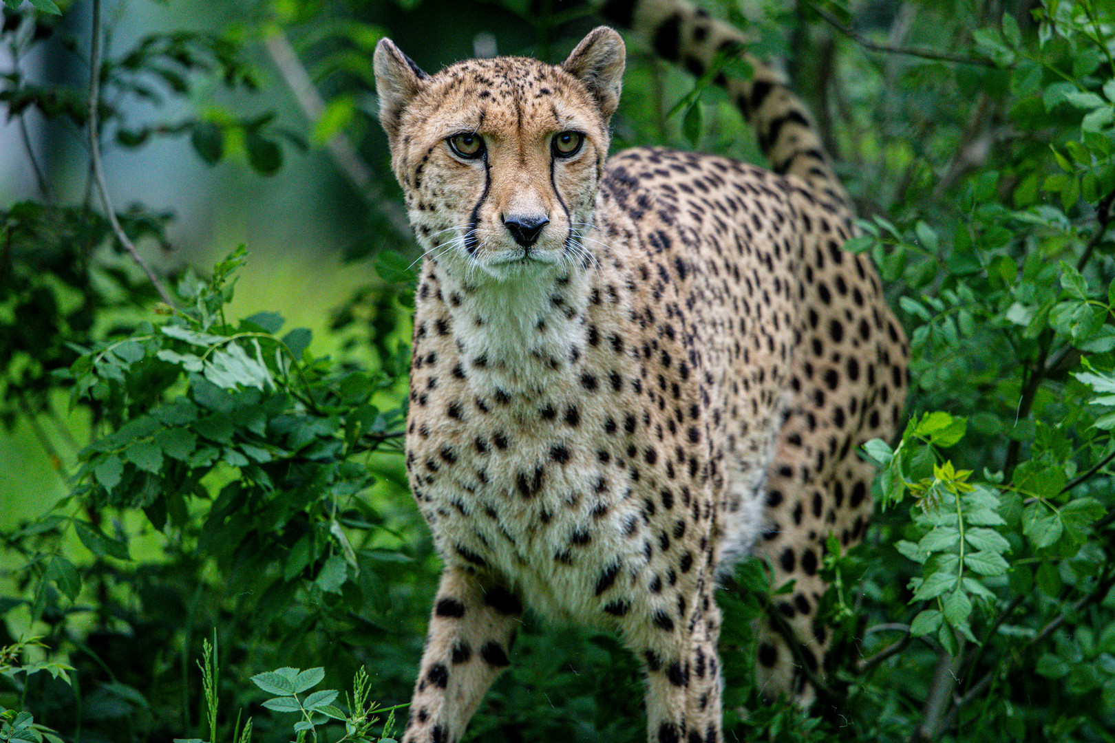 Gepard