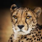 gepard