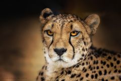 gepard